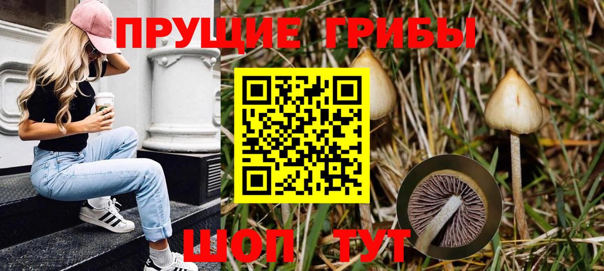 Псилоцибиновые грибы Psilocybine cubensis  Вход с VPN  Саяногорск 